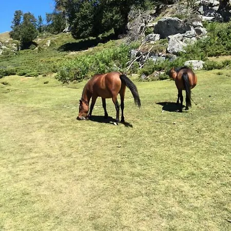 Du Tourisme Zicavo