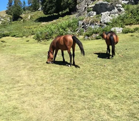 Du Tourisme Zicavo
